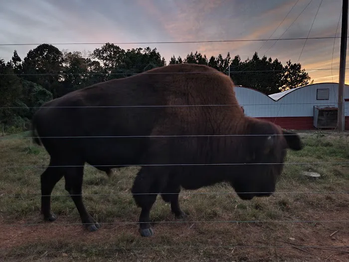 Bison Trail RV Park/Piedmont Bison Ranch Picture 5