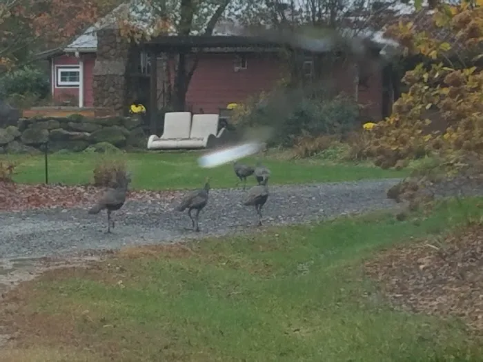 Bison Trail RV Park/Piedmont Bison Ranch Picture 3