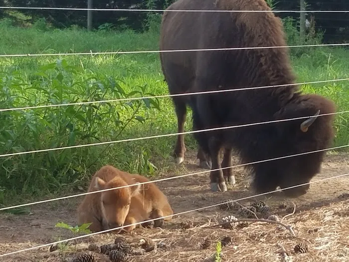 Bison Trail RV Park/Piedmont Bison Ranch Picture 4