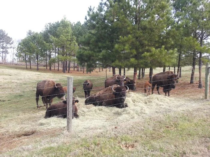 Bison Trail RV Park/Piedmont Bison Ranch Picture 8