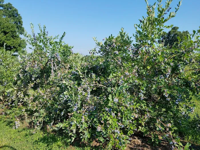 Bison Trail RV Park/Piedmont Bison Ranch Picture 10