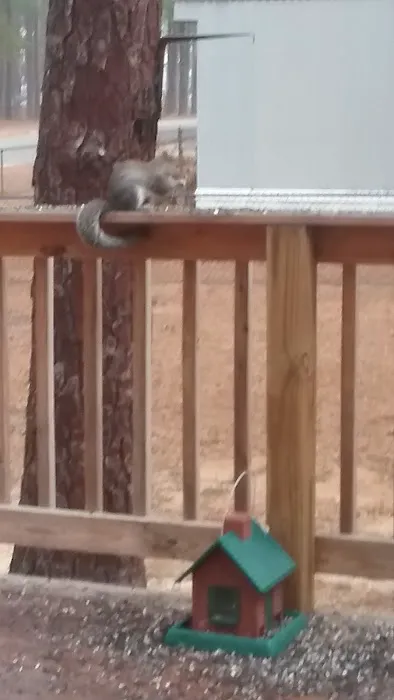 Shady Lane Mobile Home Park Picture 9