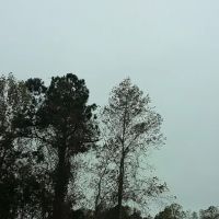 Port-O-Pines Estates ico