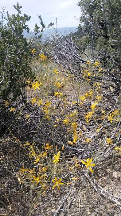 Chuchupate Campground Picture 8