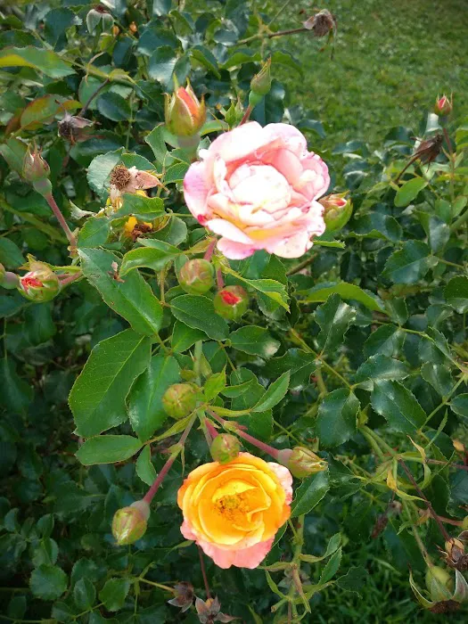 Royal Palms Mobile Home Park Picture 5