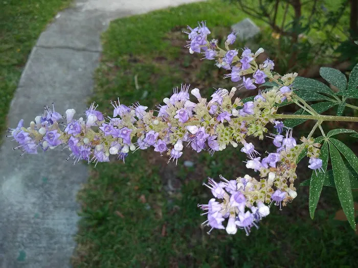 Royal Palms Mobile Home Park Picture 4