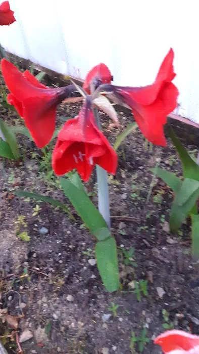 Royal Palms Mobile Home Park Picture 1