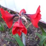 Royal Palms Mobile Home Park