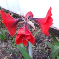 Royal Palms Mobile Home Park ico