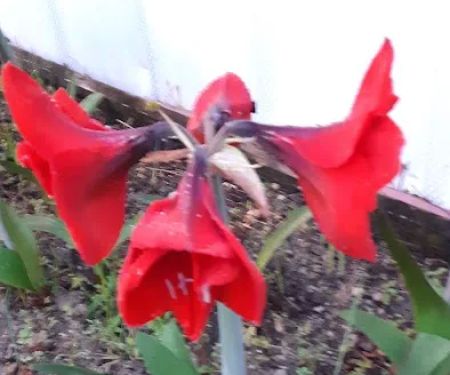 Royal Palms Mobile Home Park