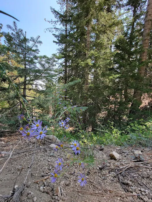 McGill Campground Picture 9