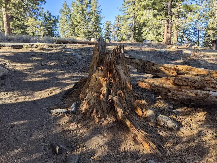 Mount Pinos Campground Picture 8