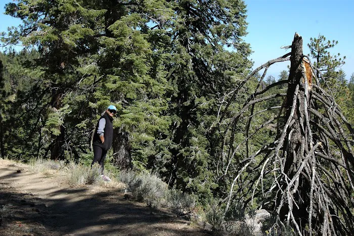 Mount Pinos Campground Picture 10