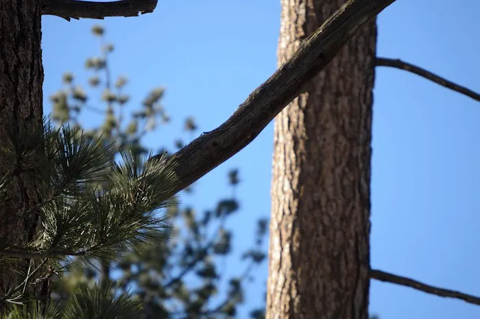 Mount Pinos Campground Picture 6