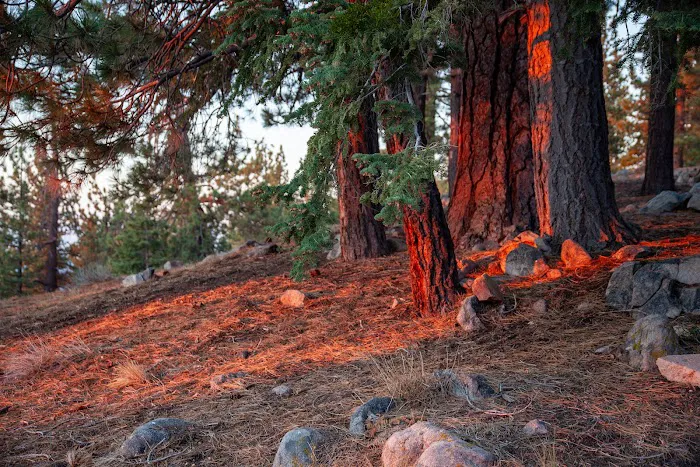 Mount Pinos Campground Picture 4