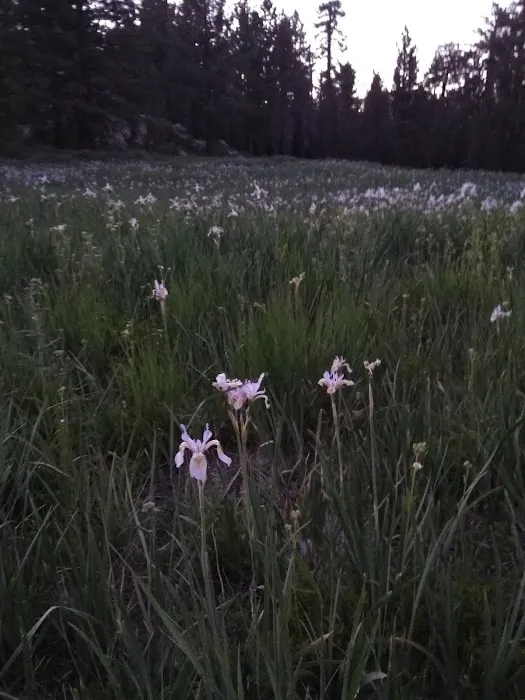 Chula Vista Walk-In Campground Picture 3