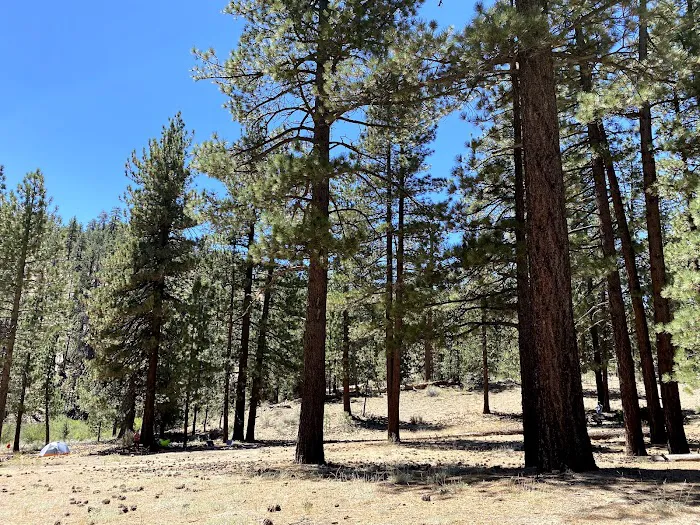 Lily Meadows Campground Picture 1