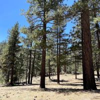 Lily Meadows Campground ico