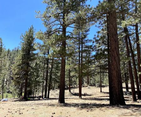 Lily Meadows Campground