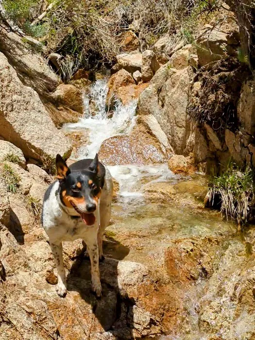 Lily Meadows Campground Picture 5