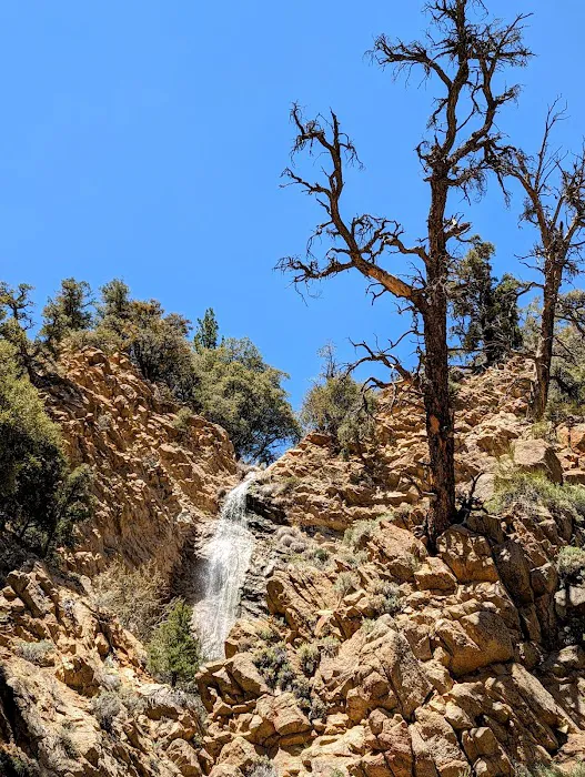 Lily Meadows Campground Picture 9