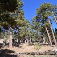 Sheep Campground ico