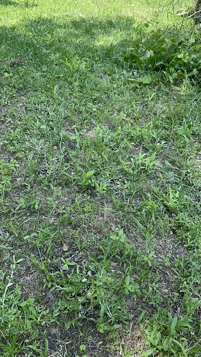 Live Oak RV Park Picture 1