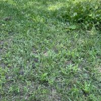 Live Oak RV Park ico