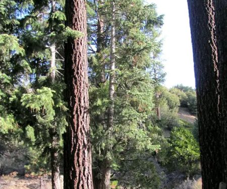 Three Mile Campground