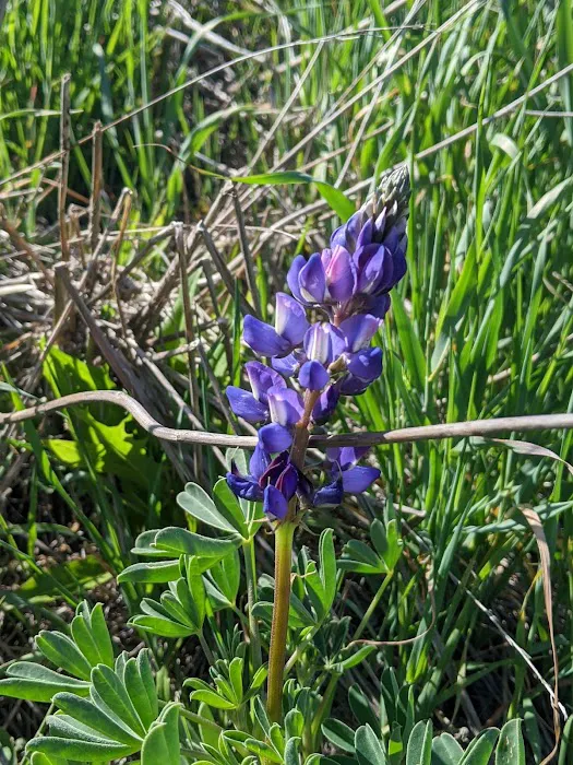 Deer Canyon Campground Picture 7