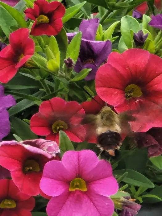 Camp Caroldale Picture 2