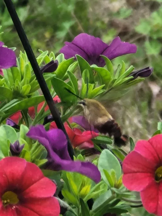 Camp Caroldale Picture 1