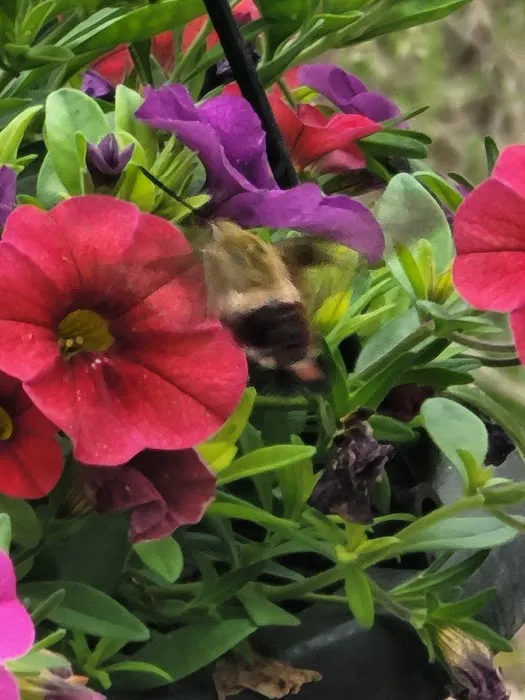 Camp Caroldale Picture 4