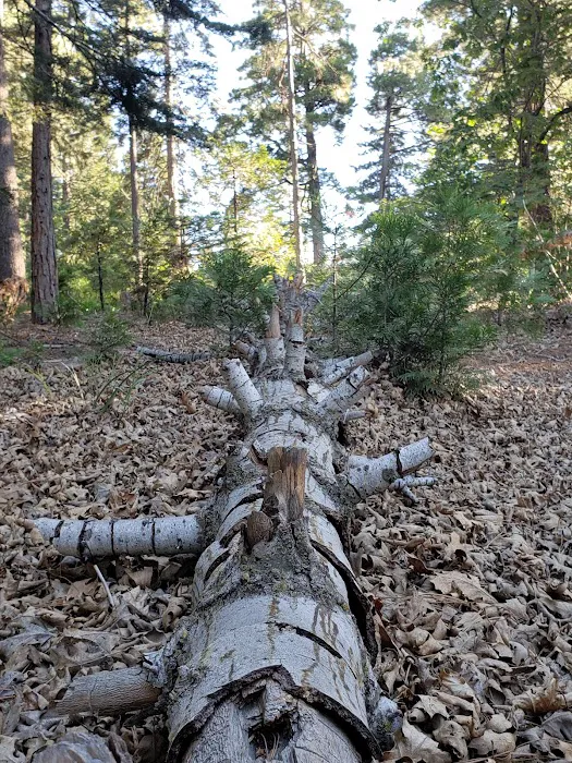 Dogwood Family Campground Picture 9
