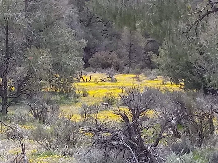 Dome Spring Campground Picture 6