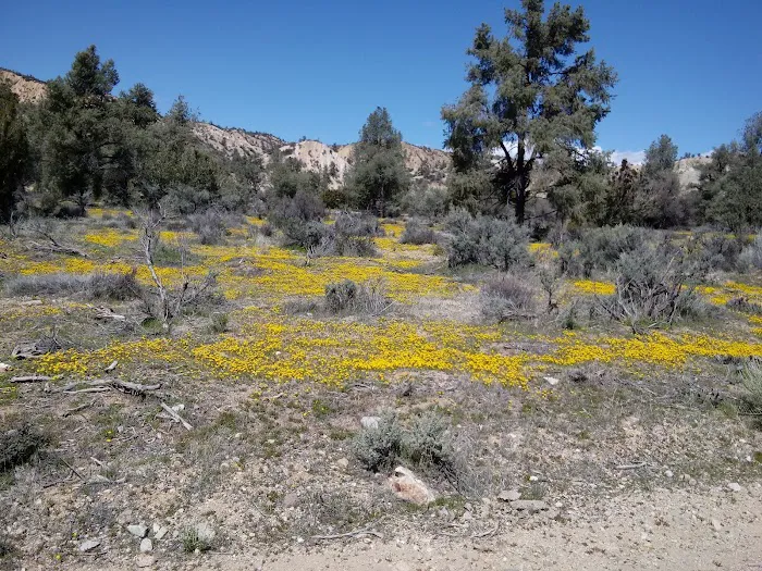 Dome Spring Campground Picture 4