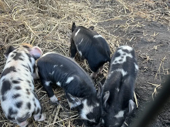 Double L Farms RV Park, LLC Picture 6