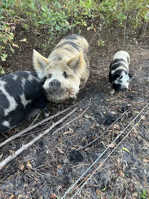 Double L Farms RV Park, LLC Picture 5