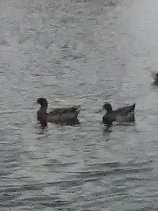 Rosewood Mobile Home Park Picture 5