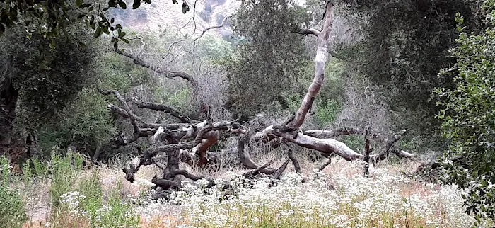 Foster Red Mountain Campground Picture 7