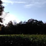 Kingsberry Mobile Home Park