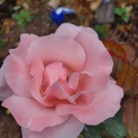 Huntington Park Investors LLC ico