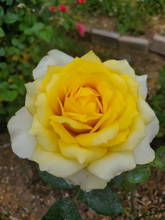 Huntington Park Investors LLC Picture 2