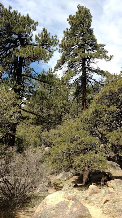 Chorro Springs Campground Picture 2