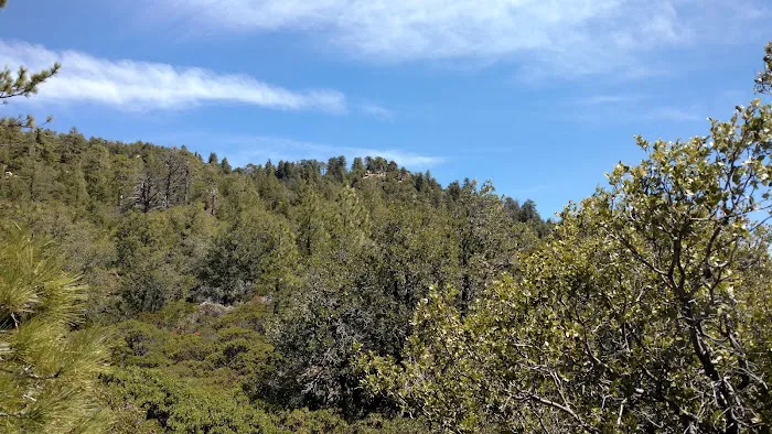 Chorro Springs Campground Picture 4