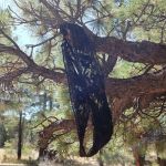 Tent Peg Group Campground