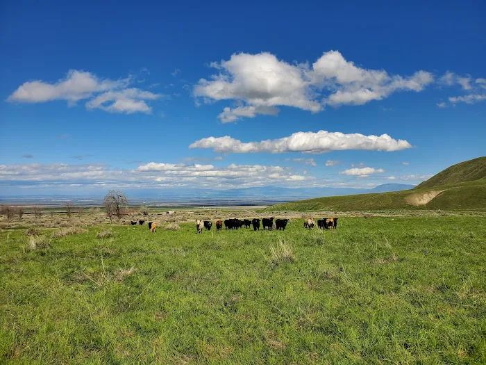 San Emigdio Campground Picture 4