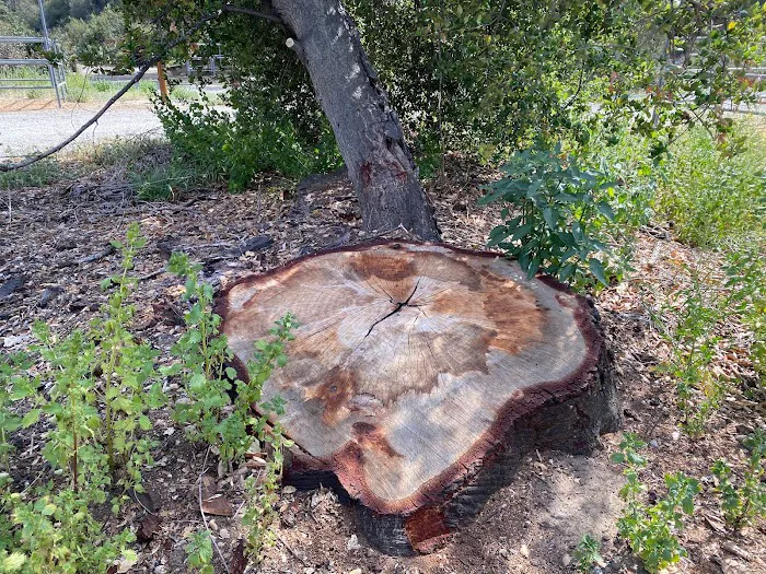 Starr Mesa Equestrian Campground at Caspers Wilderness Park Picture 2