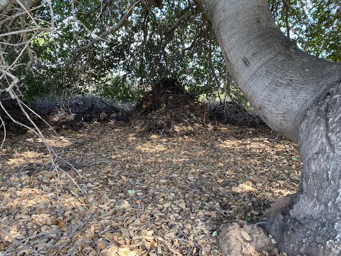 Owl & Quail Group Campground at Caspers Wilderness Park Picture 5