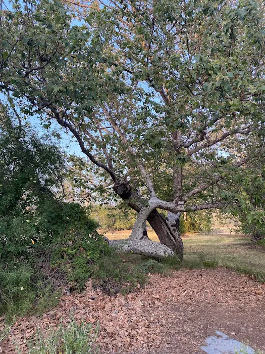 San Juan Meadow Group Campground at Caspers Wilderness Park Picture 10